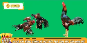 gà đá vảy rồng